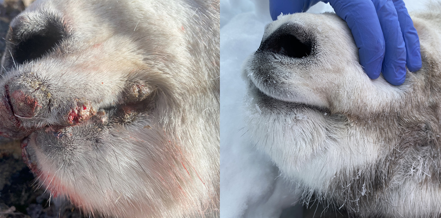 sheep ewe that had contracted orf